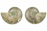 Cut & Polished, Agatized Ammonite Fossil - Madagascar #223195-1